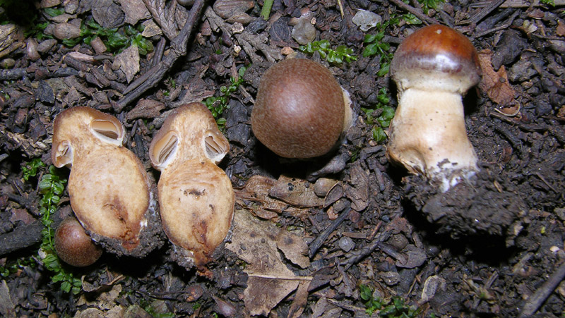 Cortinarius, 26 settembre.